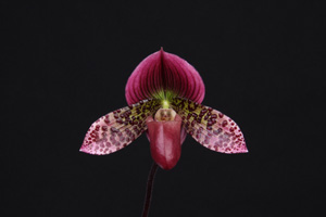 Paph. Wood Wonder Red Wonder AM 83